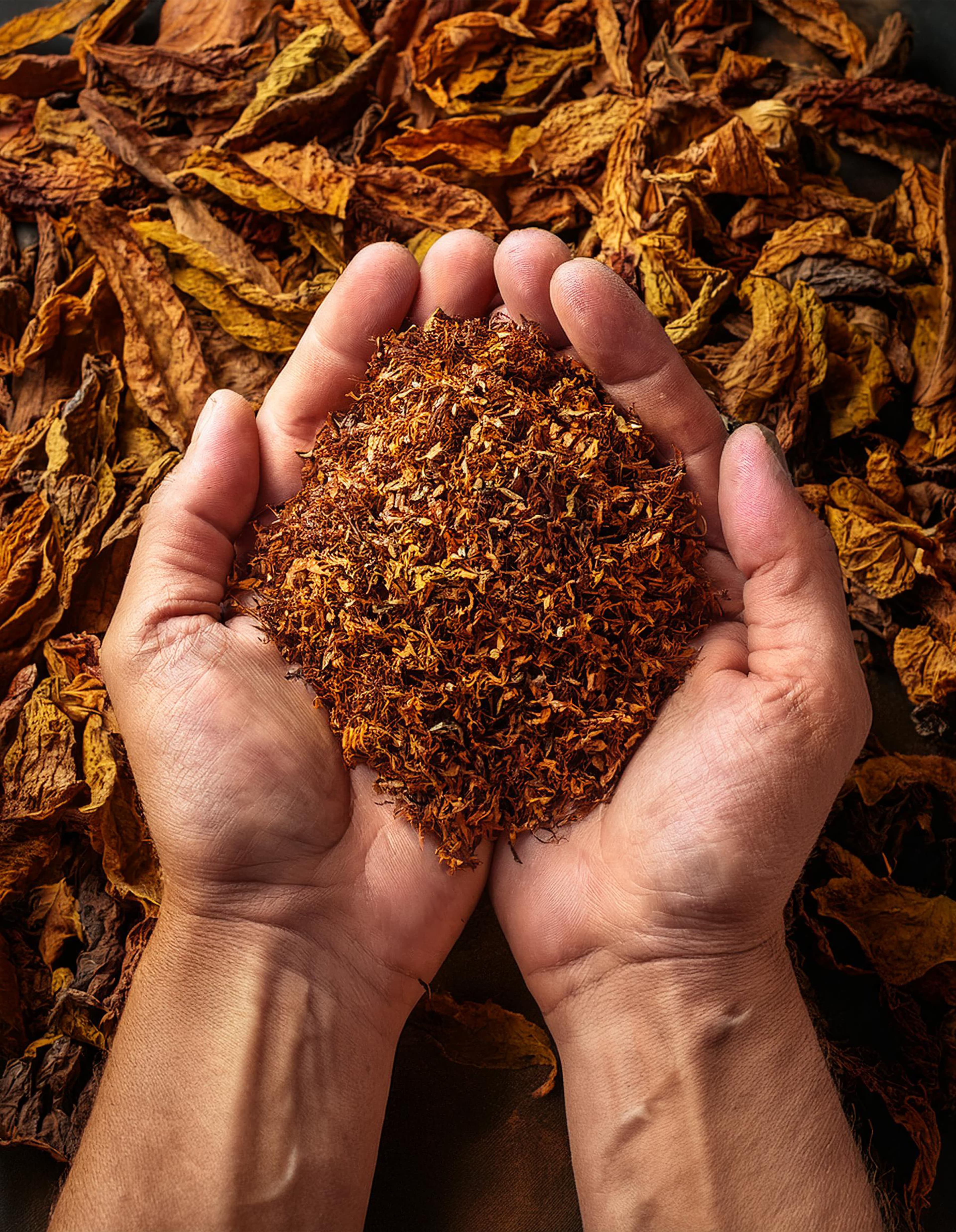 Gujarat Beedi Tobacco