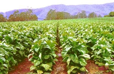 Indian Sun-Cured Nicotiana Rustica Tobacco