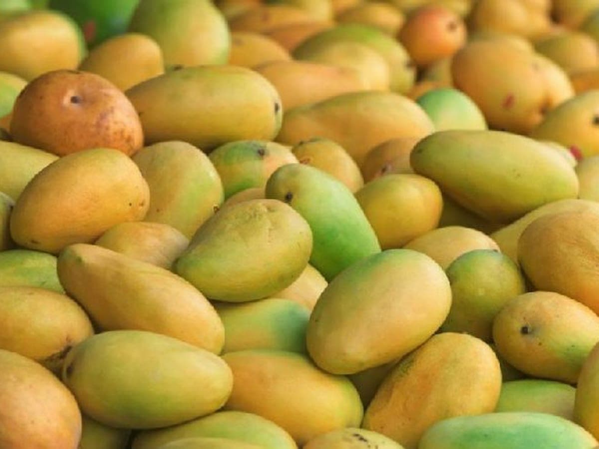 Mango