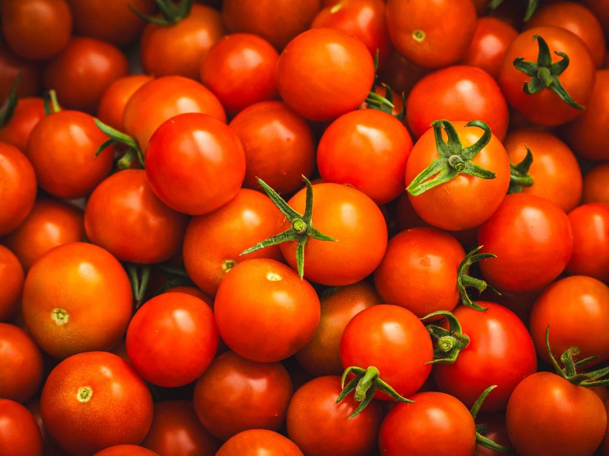 Tomato