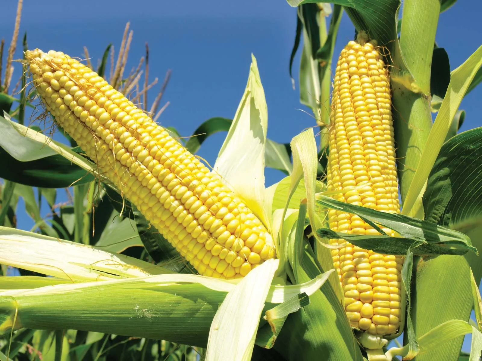 Indian Maize Corn Export